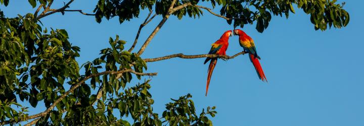 Two scarlet macaws perched on a tree branch, appearing to touch beaks, surrounded by green leaves against a clear blue sky.